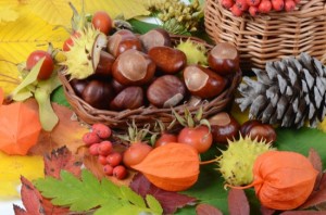 Chestnuts on autumn leaves