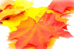 Isolated autumn leaves on white background