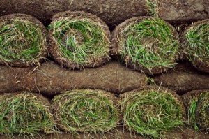 Rolled sod