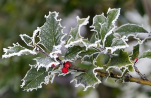 Holly