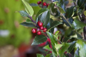 Holly tree
