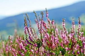 Blooming heather flowers on the green meadow