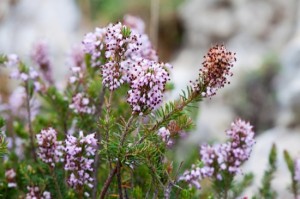 heather (Calluna)