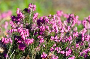 Blooming heather flowers in the garden