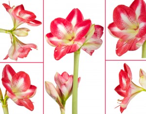 Collage of an amaryllis plant and its flowers on a white background