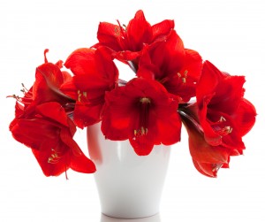 red amaryllis