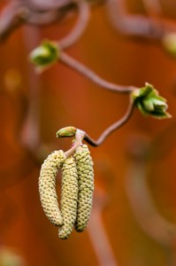Catkins