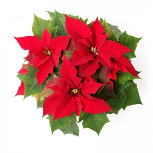 Poinsettia