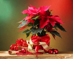 beautiful poinsettia in flowerpot, gifts and Christmas balls on wooden table on bright background