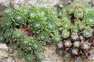 houseleek
