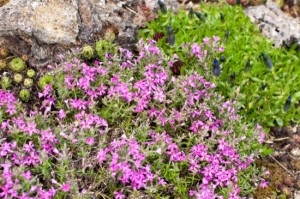 Rockery