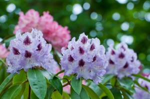 Rhododendron