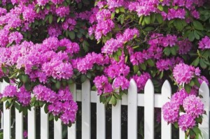 Rhododendrons and Picket Fence