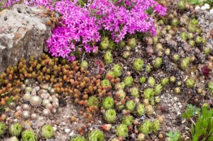 Rockery