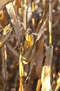 Natural full frame background with withered corn plants