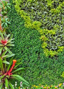 Beautiful vertical garden wall