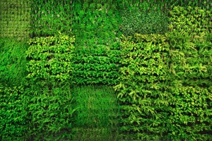 Green wall