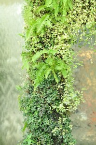 Green vertical garden on the post
