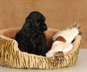 puppy sitting in dog bed