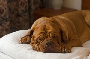 Dogue De Bordeaux sleeping in the bed