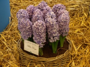 Hyacinty modre