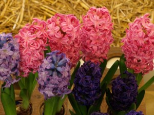 Hyacinty ruzne