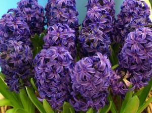 Hyacinty tm. modre