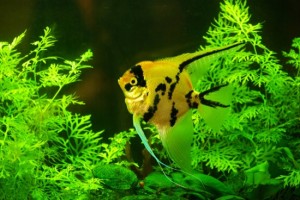 aquarium