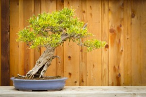 Beautiful Pomegranate Bonsai Tree Against Wood Fence.