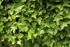 Abstract background of lush green ivy leaves