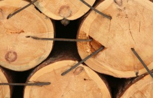 cross-sectional cut of tree