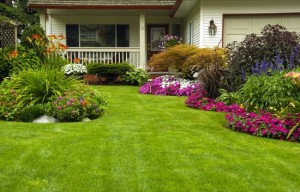 Manicured Yard