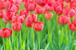Tulipany 2