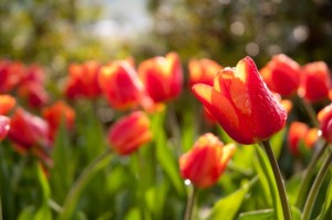 Red Tulips