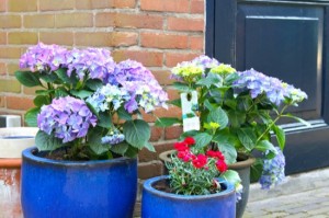 Pots of flowers near the flower shop in Gorinchem,  Netherlands