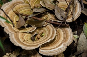 Tree mushroom