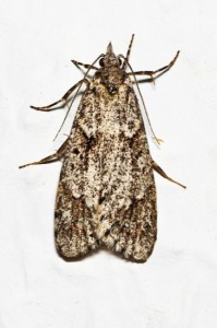 Mediterranean flour moth