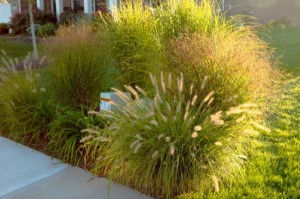 Hiding Underground Powerline Boxes with Giant Ornamental Grasses