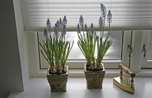 Springtime indoor