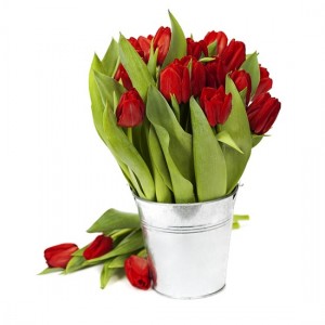 red tulips