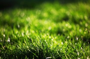 green grass