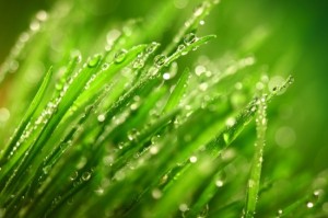 grass nature background