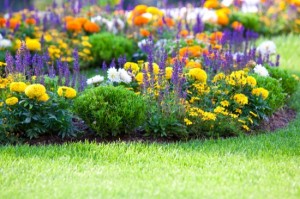 multicolored flowerbed on a lawn