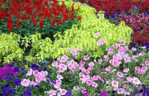 flower landscaping