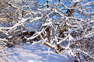 winter garden