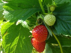 strawberries