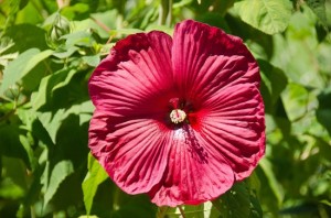 Big red flower
