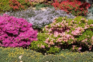 A Springtime Display