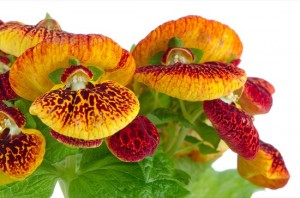 Closeup of yellow and red calceolarua flowers