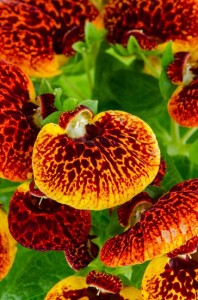 Closeup of yellow and red calceolarua flowers